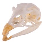 Replica Turkey Skull