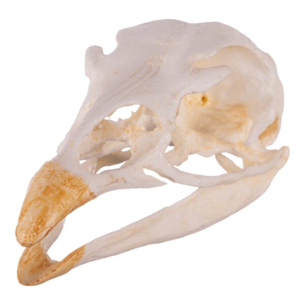 Replica Turkey Skull