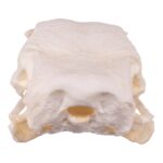 Replica Turkey Skull