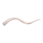 Real Kudu Horn Core – Single