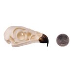 Replica Red-tailed Hawk Skull