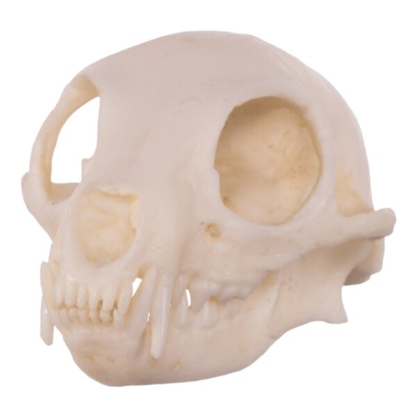 Replica Meerkat Skull
