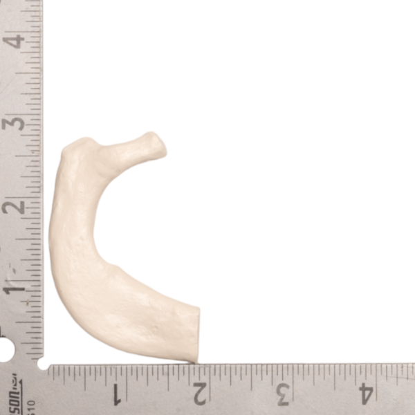 Replica Human Rib – Single