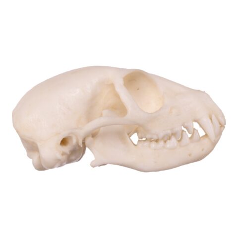 Replica Meerkat Skull