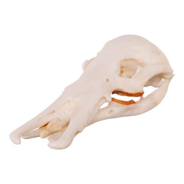 Replica Platypus Skull – Male