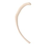 Replica Human Rib – Single