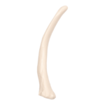 Replica Human Rib – Single