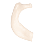 Replica Human Rib – Single