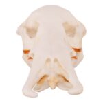 Replica Platypus Skull – Male