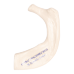 Replica Human Rib – Single