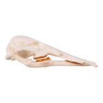 Replica Platypus Skull – Male