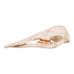 Replica Platypus Skull – Male