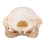 Replica Platypus Skull – Male