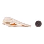 Replica Platypus Skull – Male