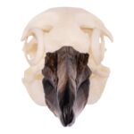 Replica Magellanic Penguin Skull
