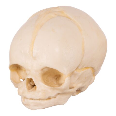 Replica Human Fetal Skull - 32 Weeks
