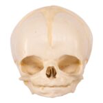 Replica Human Fetal Skull – 32 Weeks