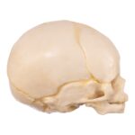Replica Human Fetal Skull – 32 Weeks