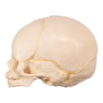 Replica Human Fetal Skull – 32 Weeks