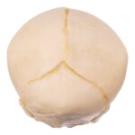 Replica Human Fetal Skull – 32 Weeks