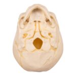 Replica Human Fetal Skull – 32 Weeks