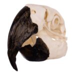 Replica Hyacinth Macaw Skull