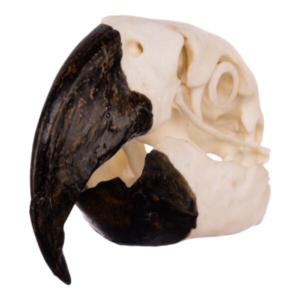 Replica Hyacinth Macaw Skull