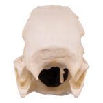 Replica Hyacinth Macaw Skull