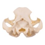Replica Tasmanian Wolf Skull