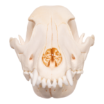 Real Domestic Dog Skull – Overbite