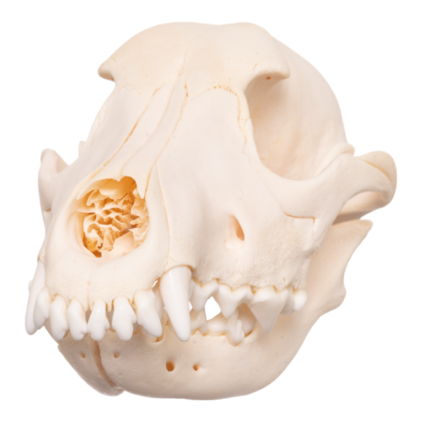 Real Domestic Dog Skull – Overbite