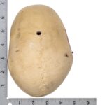 Replica Human Calvaria – Painted