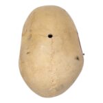 Replica Human Calvaria – Painted