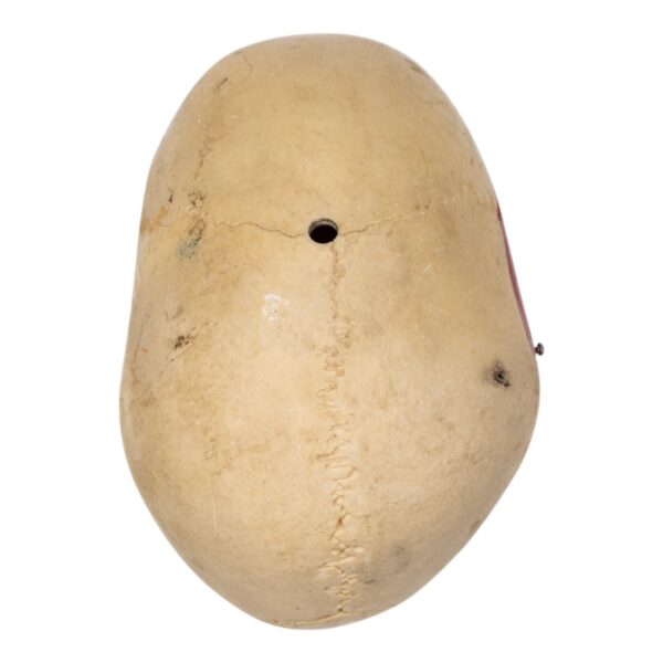 Replica Human Calvaria – Painted