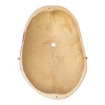 Replica Human Calvaria – Painted