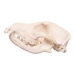 Real Domestic Dog Skull – Overbite
