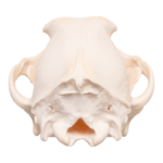 Real Domestic Dog Skull – Overbite