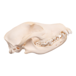 Real Domestic Dog Skull – Overbite
