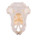 Replica Caribou Skull