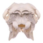 Replica Caribou Skull