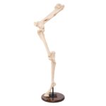 Replica Horse Hindlimb