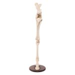 Replica Horse Hindlimb