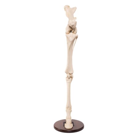 Replica Horse Hindlimb