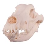 Real Domestic Dog Skull – Great Dane (Periodontal) – 16.7199 oz