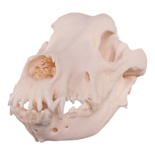 Real Domestic Dog Skull – Great Dane (Periodontal) – 16.7199 oz