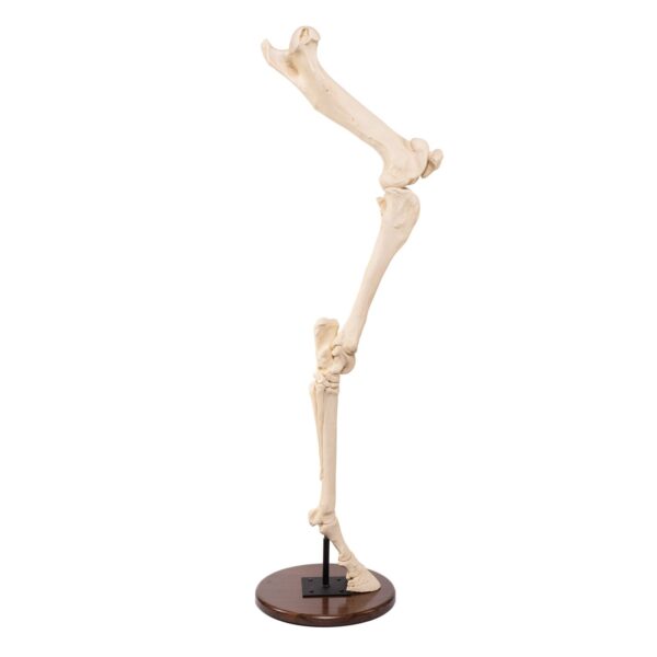 Replica Horse Hindlimb