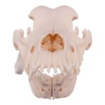 Real Domestic Dog Skull – Great Dane (Periodontal) – 16.7199 oz