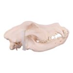 Real Domestic Dog Skull – Great Dane (Periodontal) – 16.7199 oz