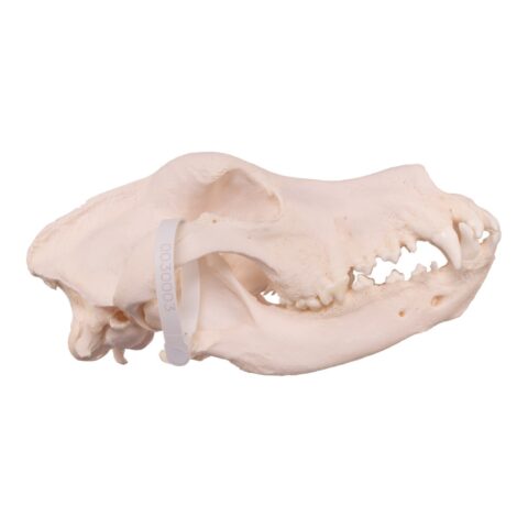 Real Domestic Dog Skull - Great Dane (Periodontal) - 16.7199 oz