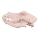 Real Domestic Dog Skull – Great Dane (Periodontal) – 16.7199 oz